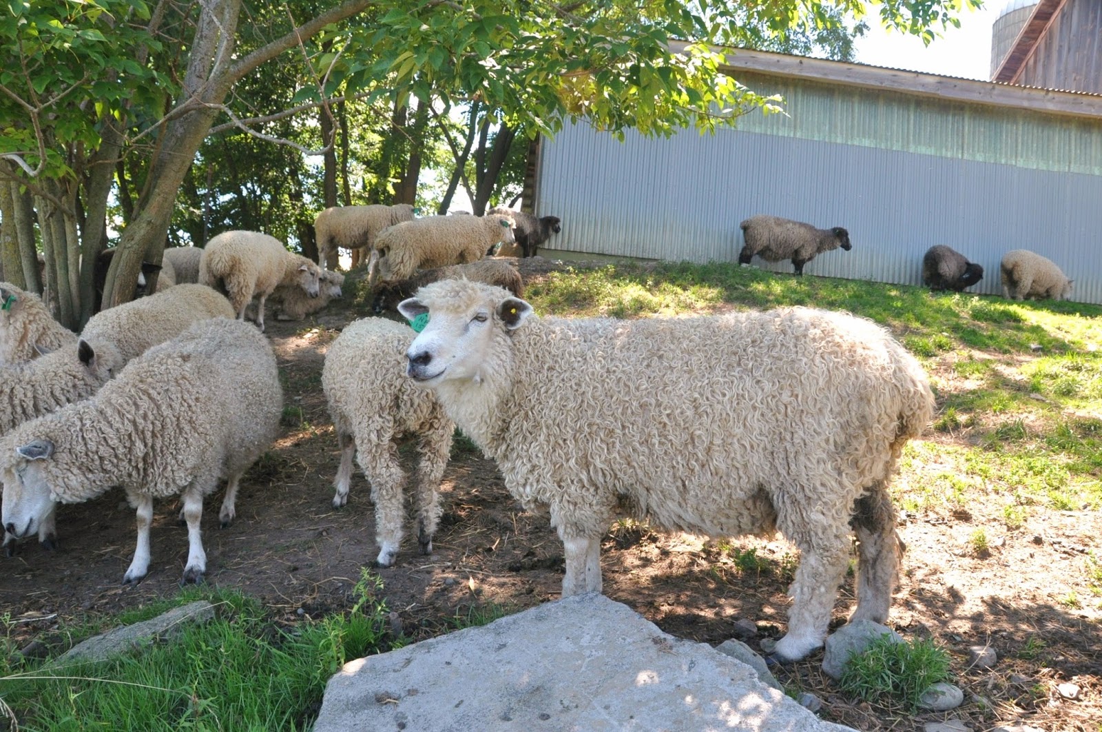kosy sheep