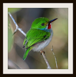 bird living smallest source