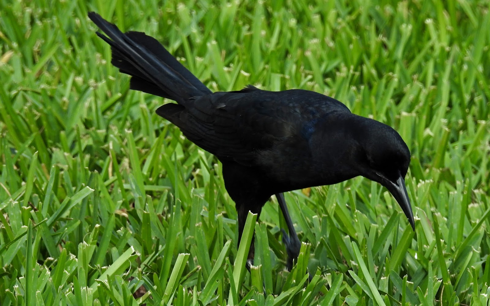 BIRDWALKERMONDAY 1932017 MIAMI, FLORIDA BOAT TAILED GRACKLE (MALE