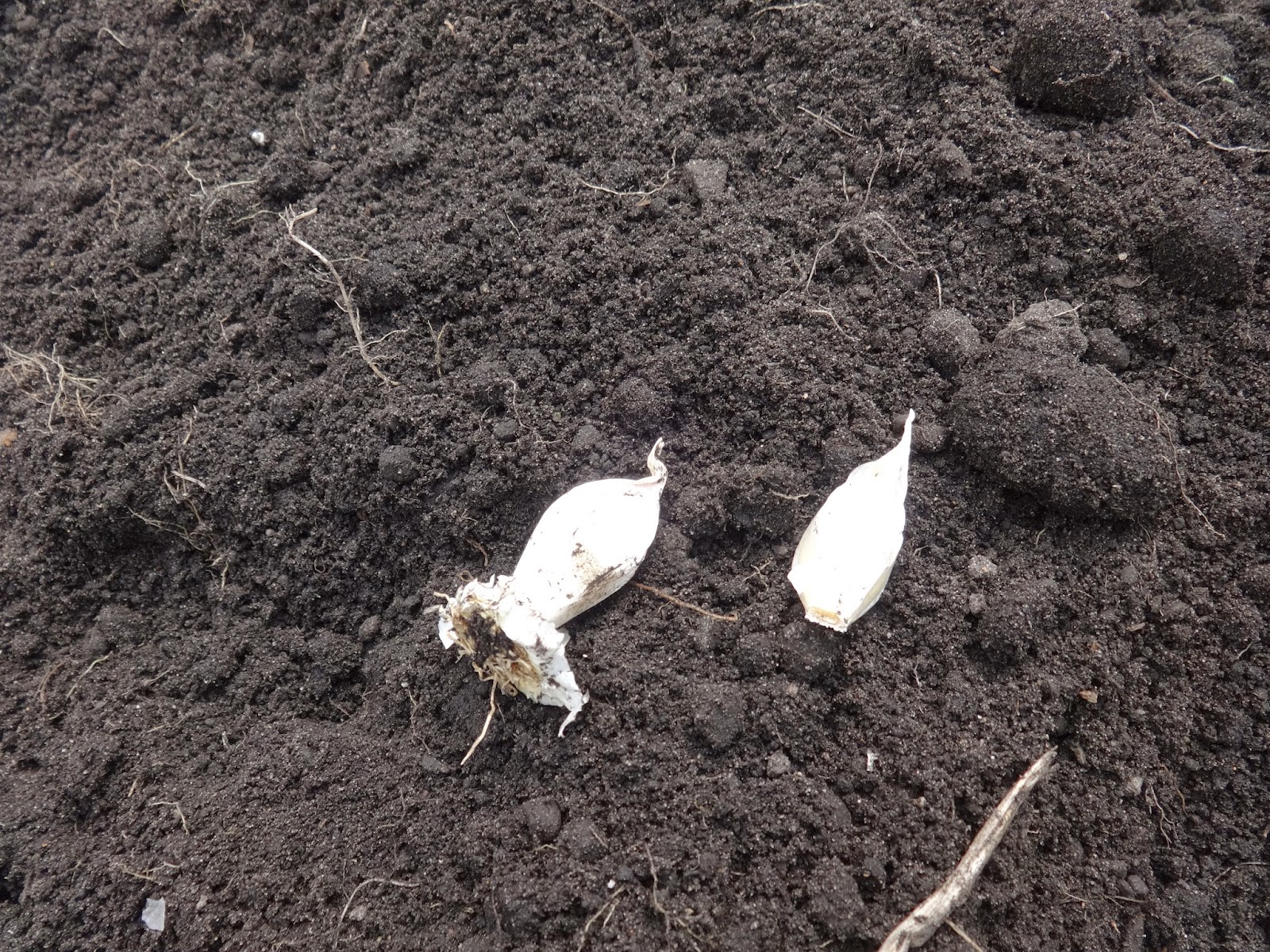 The Perennial Agriculturalist cover crop. green manure, and garlic II