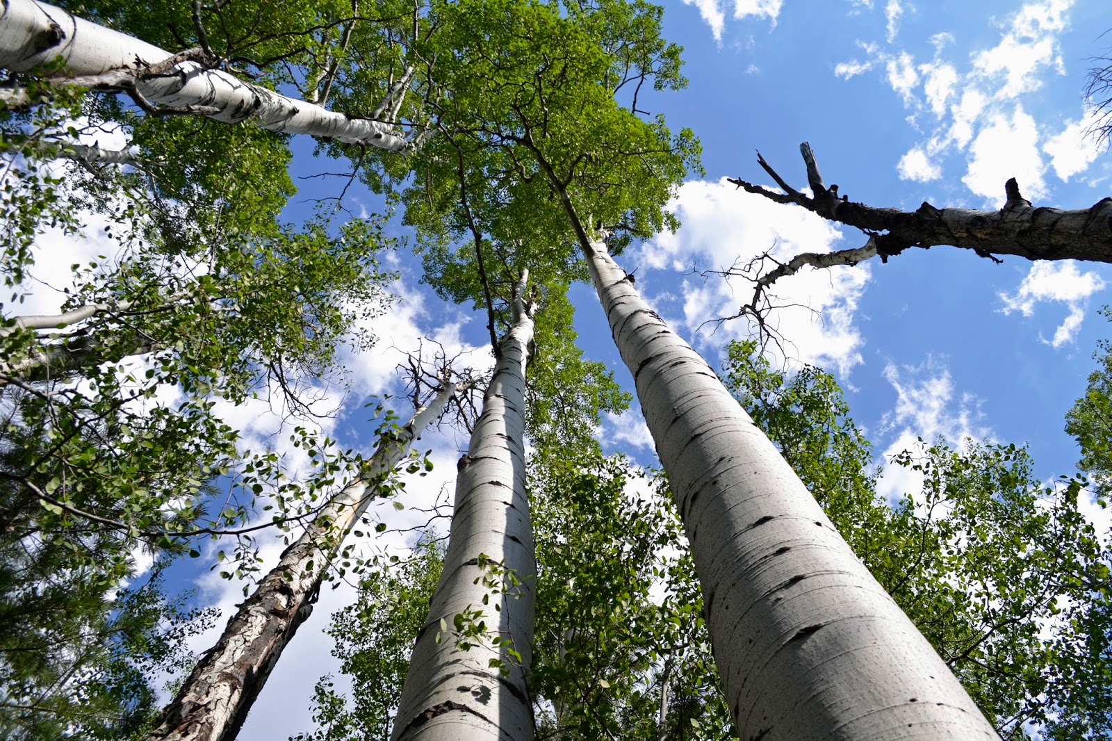 Tangible Daydreams Flagstaff Fiber Festival, and escaping the heat