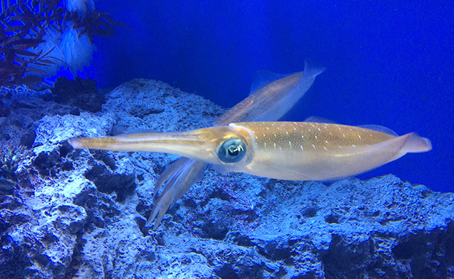squids
