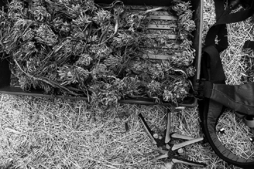 Weed Trimming Jobs in California Trimming California