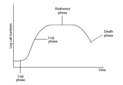 A microbial growth curve. The four phases of a typical growth curve are shown. Fisiologi Pertumbuhan Pada Mikroorganisme Bagian 2 - Pertumbuhan Mikroorganisme