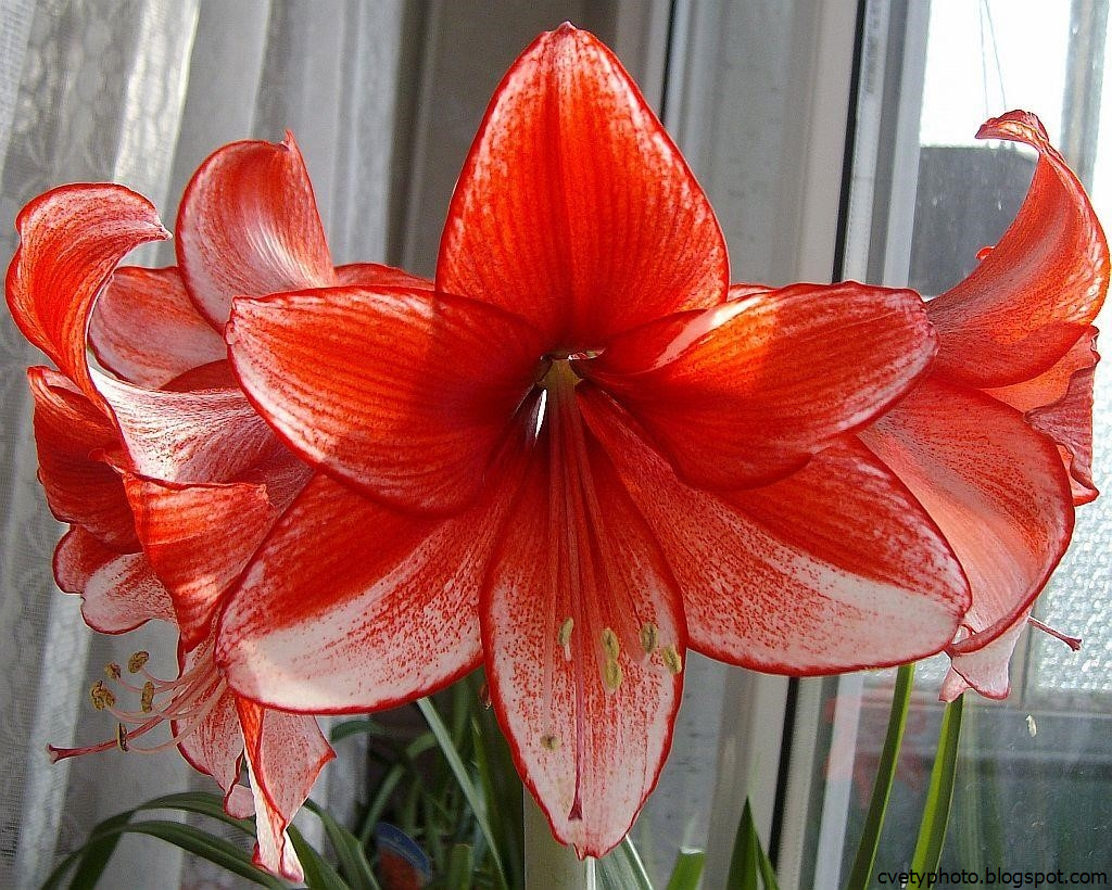 Цветок похожий на лилию на толстом. Амариллис цветок. Лилия гиппеаструм цветок. Гиппеаструм амариллис. Лилия амариллис.