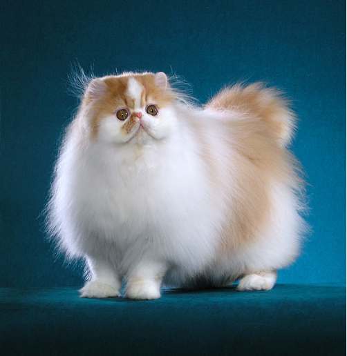 Pets Lovers Tips for buying Persian cat