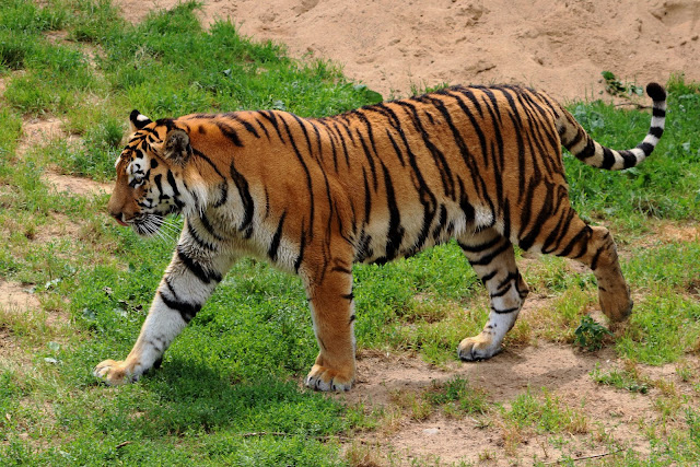 animal pictures animal pictures