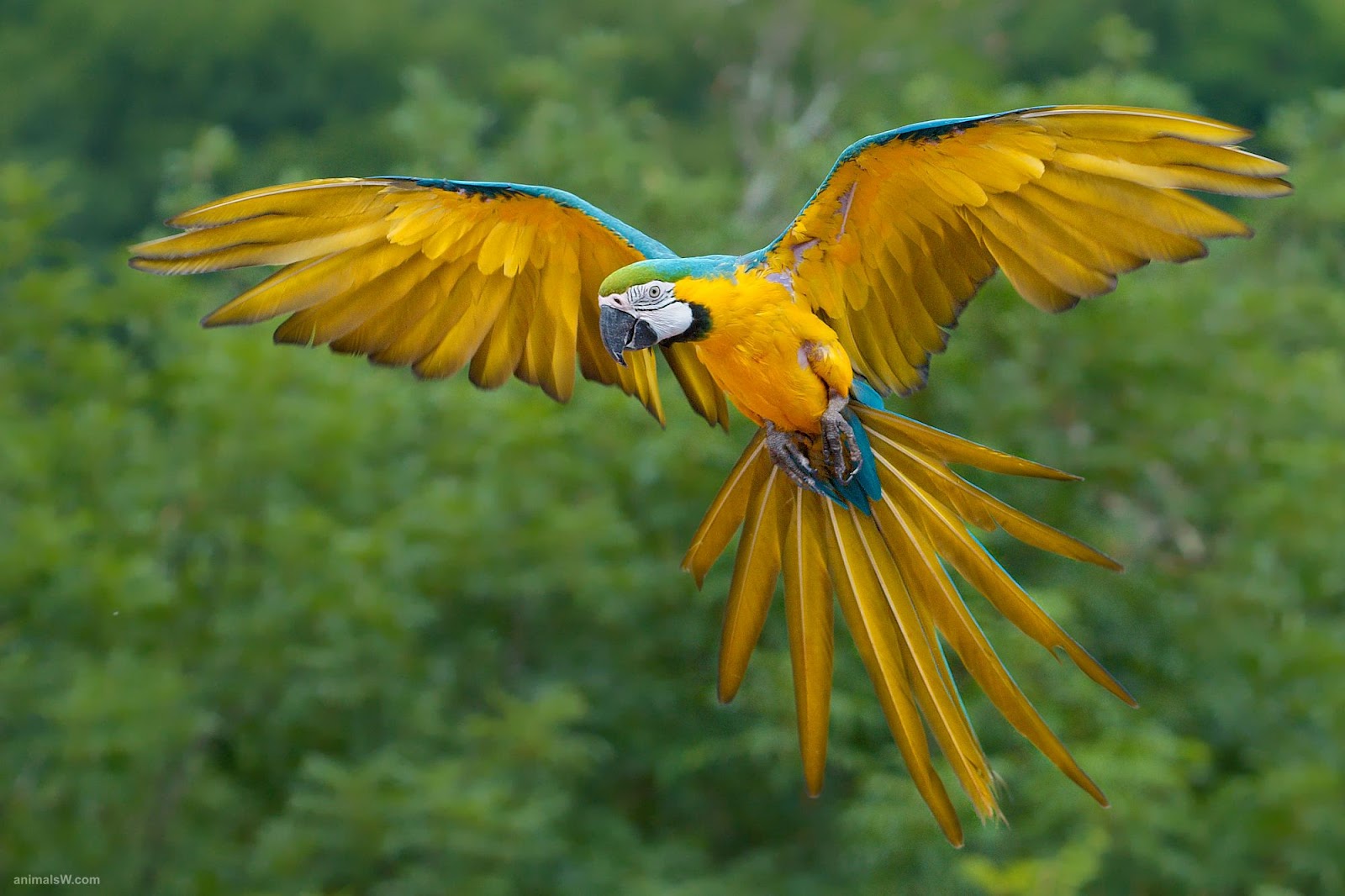 Macaw Parrots as Pets | Fun Animals Wiki, Videos, Pictures, Stories