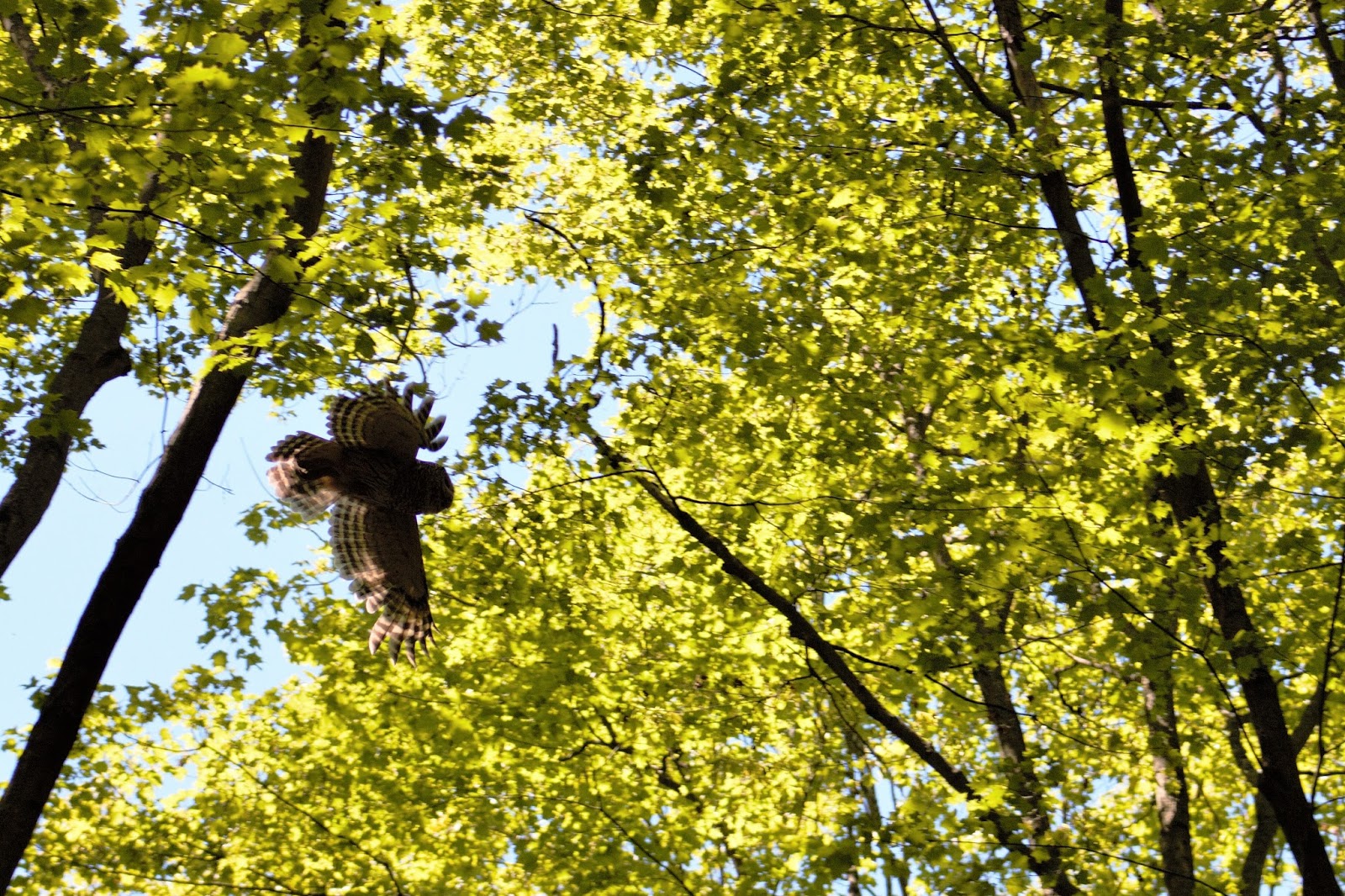 YOURk News and Events York Region Forests Map Developed Trails