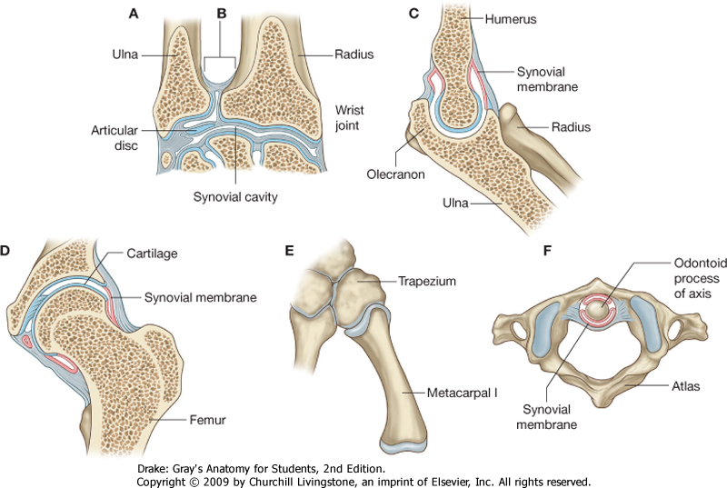 Body System Joints