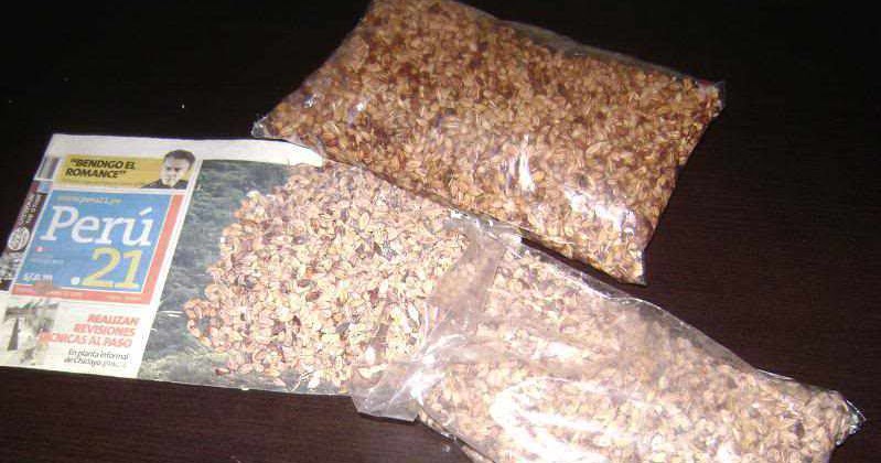 COCA SEEDS COCA SEEDS Where to buy coca seeds