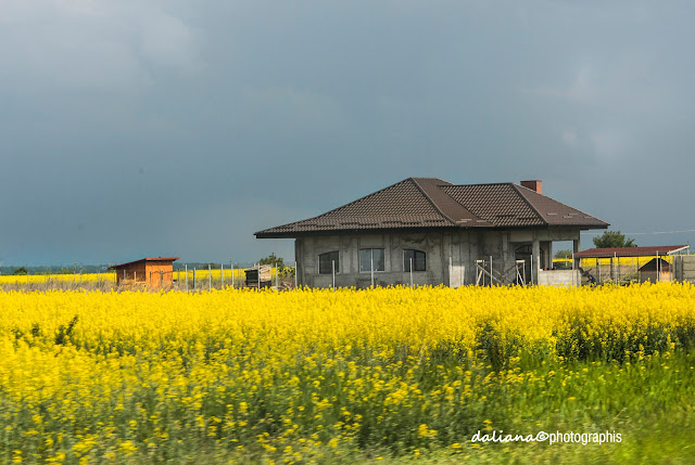 yellow field