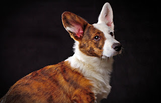 white and brown cardigan welsh corgi, cute puppy pictures