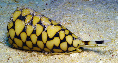 Marbled Cone Snail Marbled Cone Snail