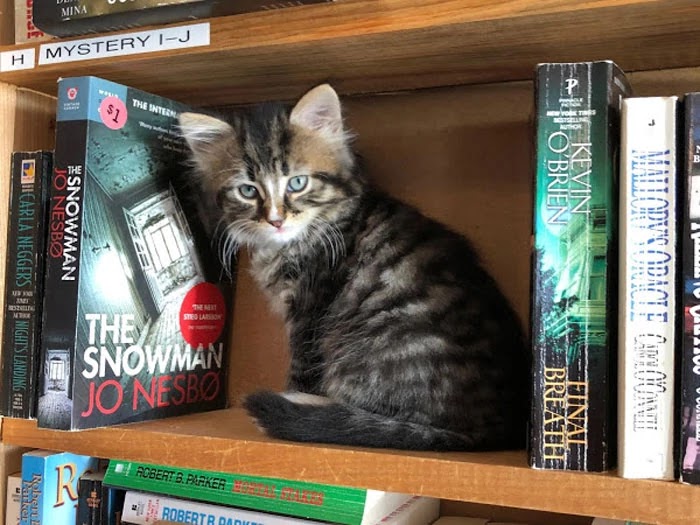Canadian Bookstore Is Full Of Cute Little Kittens That Customers Can Adopt