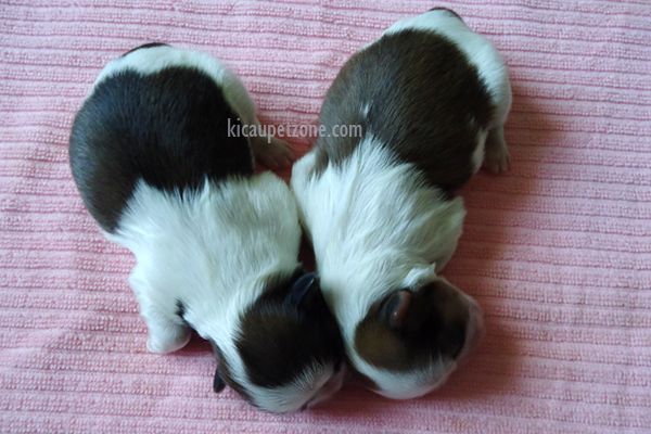 Cara Merawat Anak Anjing Yang Baru Lahir Kicaupetzone