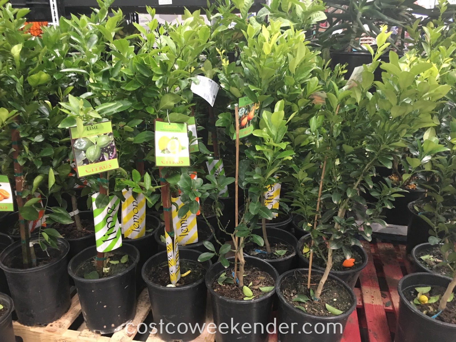 Citrus Fruit Tree Assorted Varieties (Orange, Lemon, Kumquat, Lime