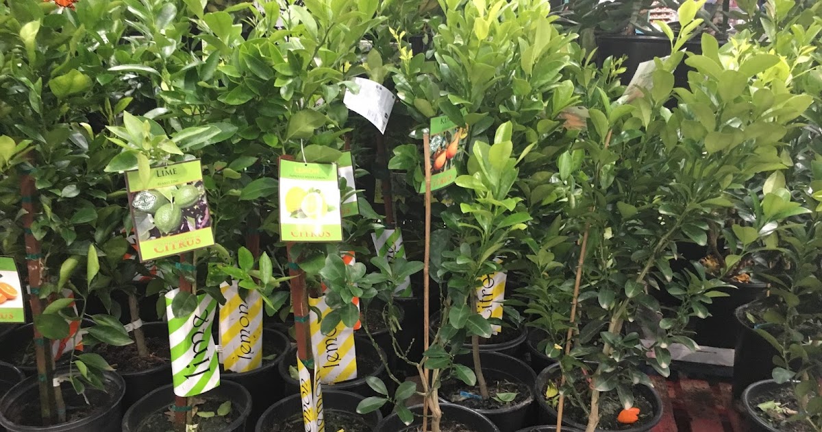 Citrus Fruit Tree Assorted Varieties (Orange, Lemon