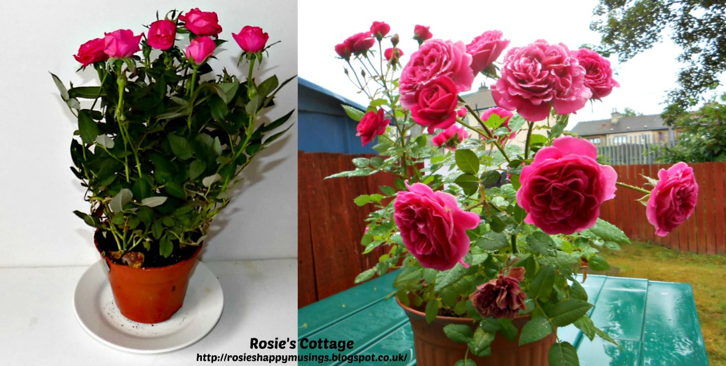 Rosie's Cottage 8 Ways To Keep Houseplants Healthy & Blooming All Year