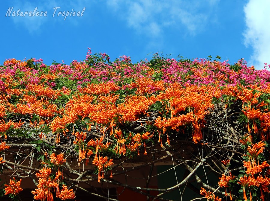 Pyrostegia venusta cubriendo el techado de un hogar