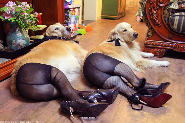 Zwei Golden Retriever Hunde in Leggings - Strumpfhose und Hochhackige Damenschuhe