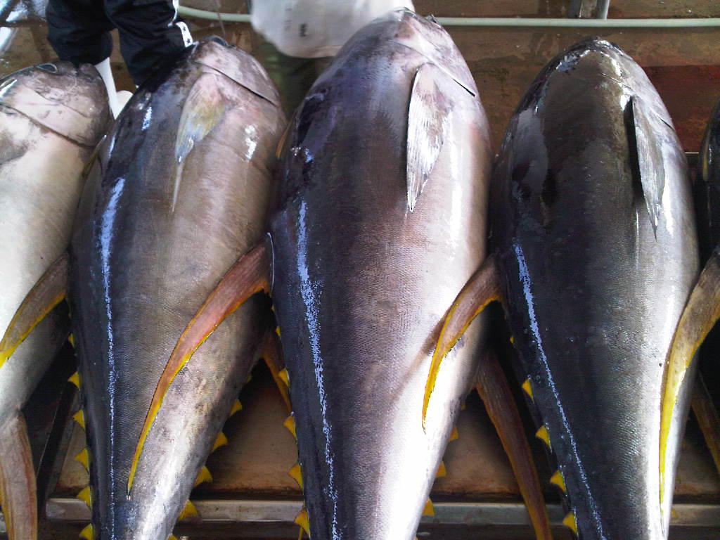Agilex Tuna Export General Santos City Tuna Fish Port