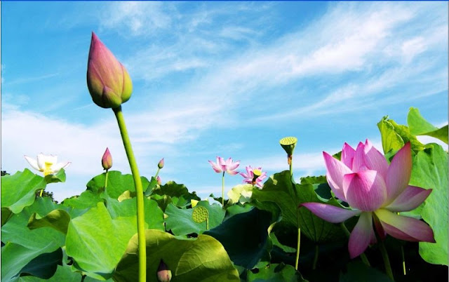 hoa sen dep lam