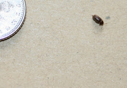 bugs identification common scutigera coleoptrata