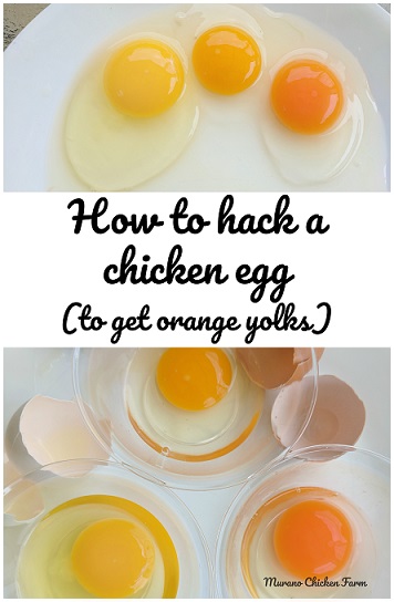 Egg Yolk Colour Chart