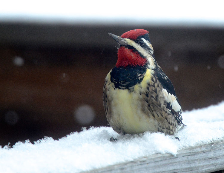 A Yellow-bellied Sapsucker perches on our deck railing amid snowflakes and a small accumulation of snow.