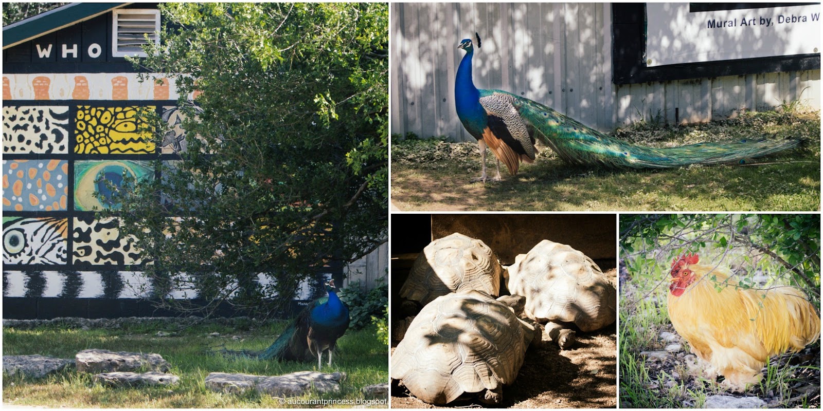 Austin Zoo: Things To Do in Austin, Texas USA