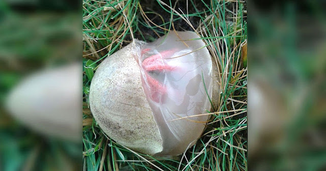 Τα δάχτυλα του Διαβόλου” είναι ο πιο τρομακτικός μύκητας που υπάρχει στον κόσμο.