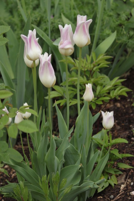 tulipes lys tulipes elegant lady