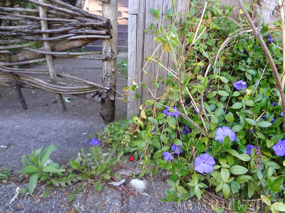 Purple flowers next to a wooden gate