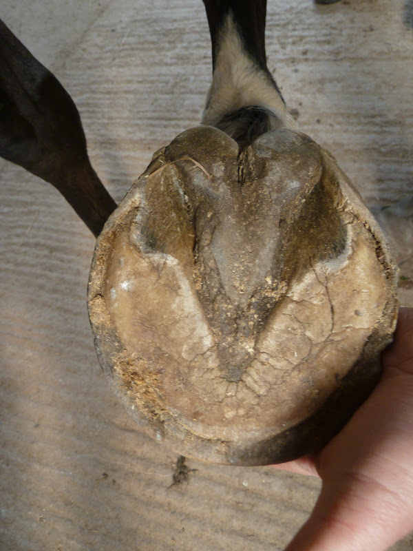 Rockley Farm Horses never stop trying to grow the best possible hooves...