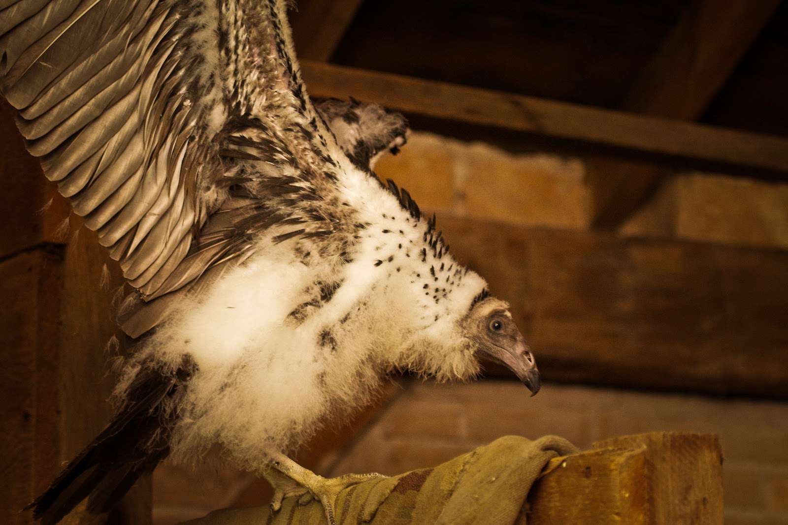 Feather Tailed Stories Turkey Vultures