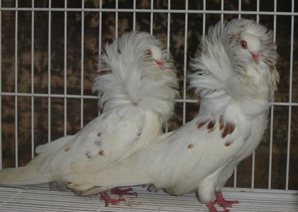 BANCO DE IMAGENS - POMBOS ORNAMENTAIS E EXÓTICOS https://mundoanimalevidaselvagem.blogspot.com.br BANCO DE IMAGENS - POMBOS ORNAMENTAIS E EXÓTICOS https://mundoanimalevidaselvagem.blogspot.com.br