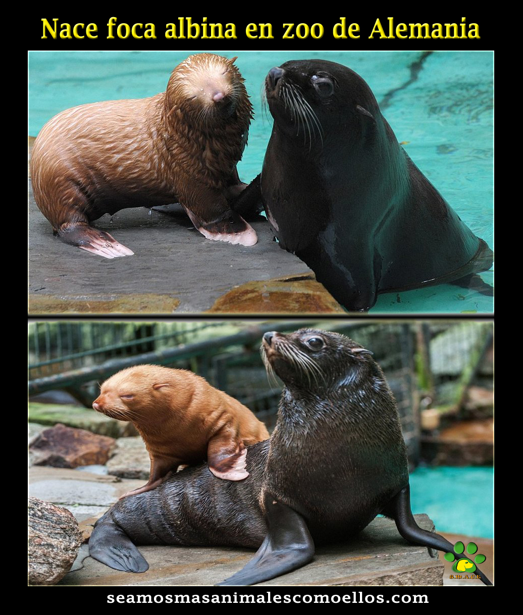 Nace Foca Albina En Zool gico De Alemania Seamos Mas Animales Como nace-foca-albina-en-zool-gico-de-alemania-seamos-mas-animales-como