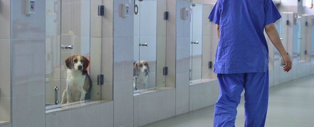This South Korean cloning facility promises to bring back your dead dog