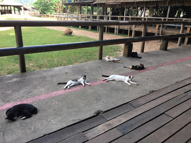 Cats lounging in the Elephant Nature Park