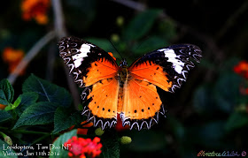 taken in Tam Dao National Park in Vietnam