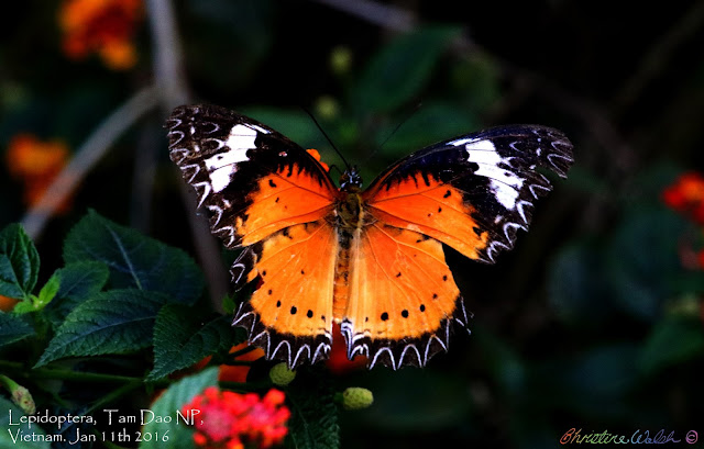 taken in Tam Dao National Park in Vietnam