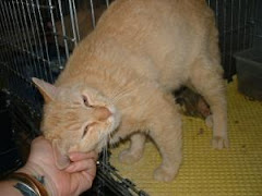 5/10/11 Lots of Great Cats and Dogs Kill Shelter Griffin GA