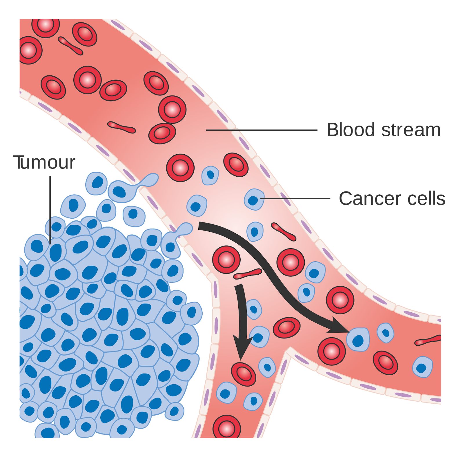 Blood Cancer Health Information
