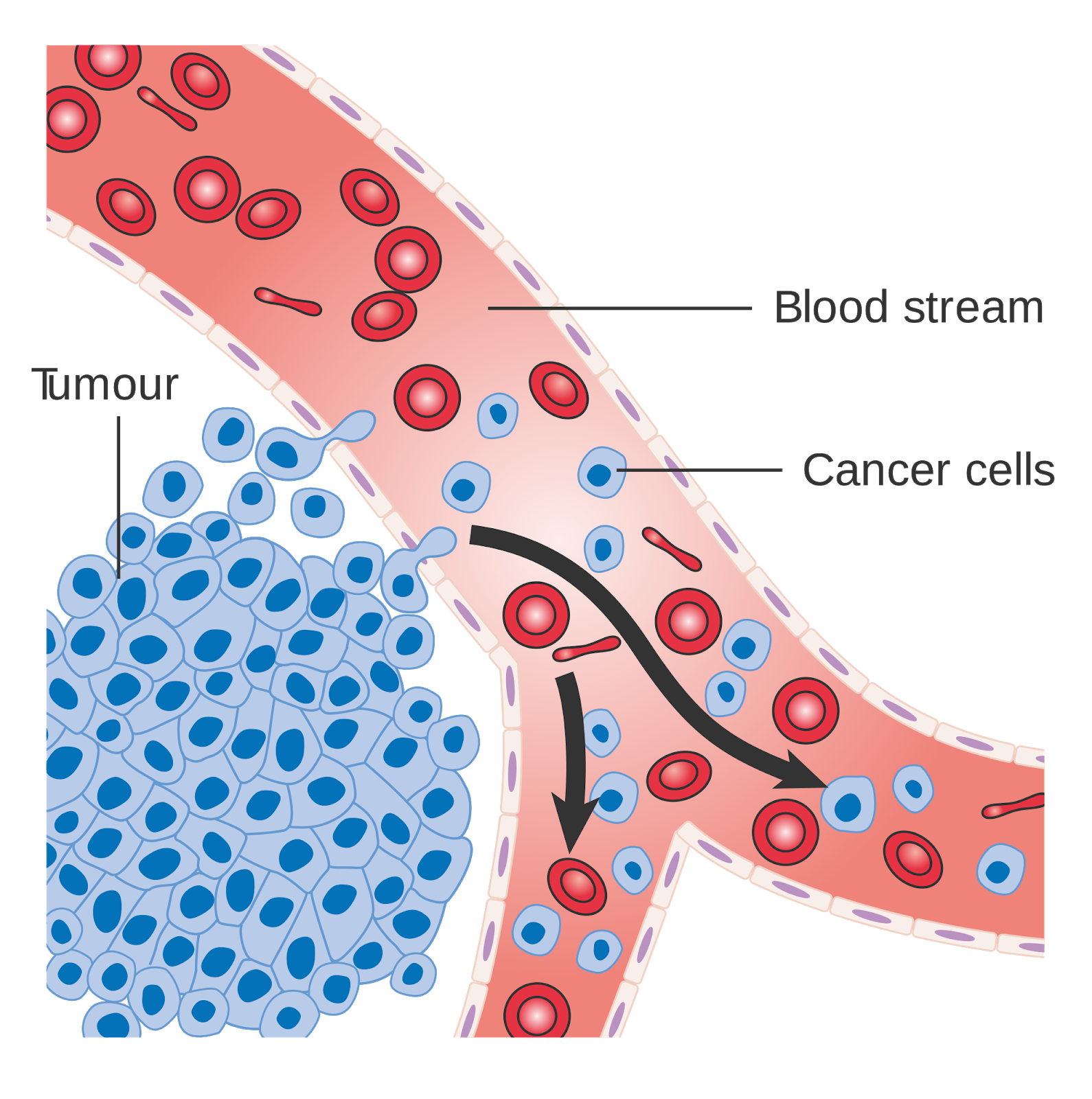 research paper on blood cancer