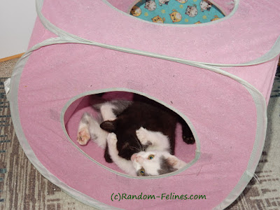 black kitten and gray and white kitten playing in a pink cube