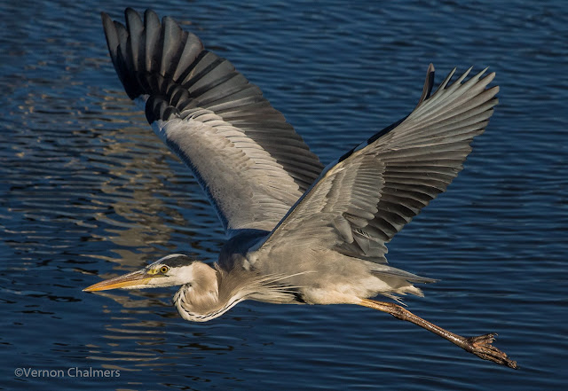 Starting out with Birds in Flight Photography - Grey Heron: Canon EOS 700D / EF 70-300mm f/4-5.6 IS USM Lens