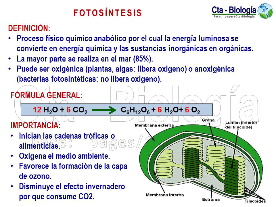 Biología didáctica NSC 4° Nutrición Autótrofa,