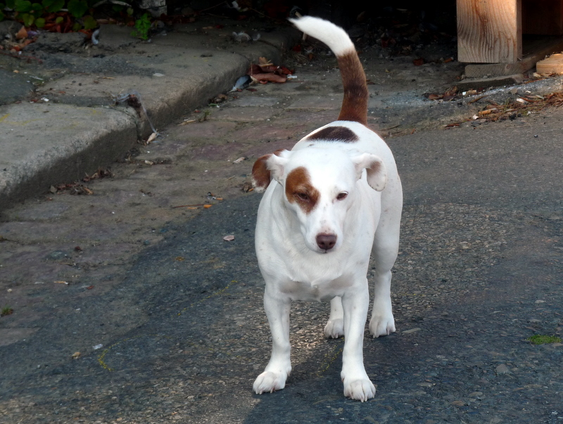 box elder St Quay Portrieux, with dogs and teapots.