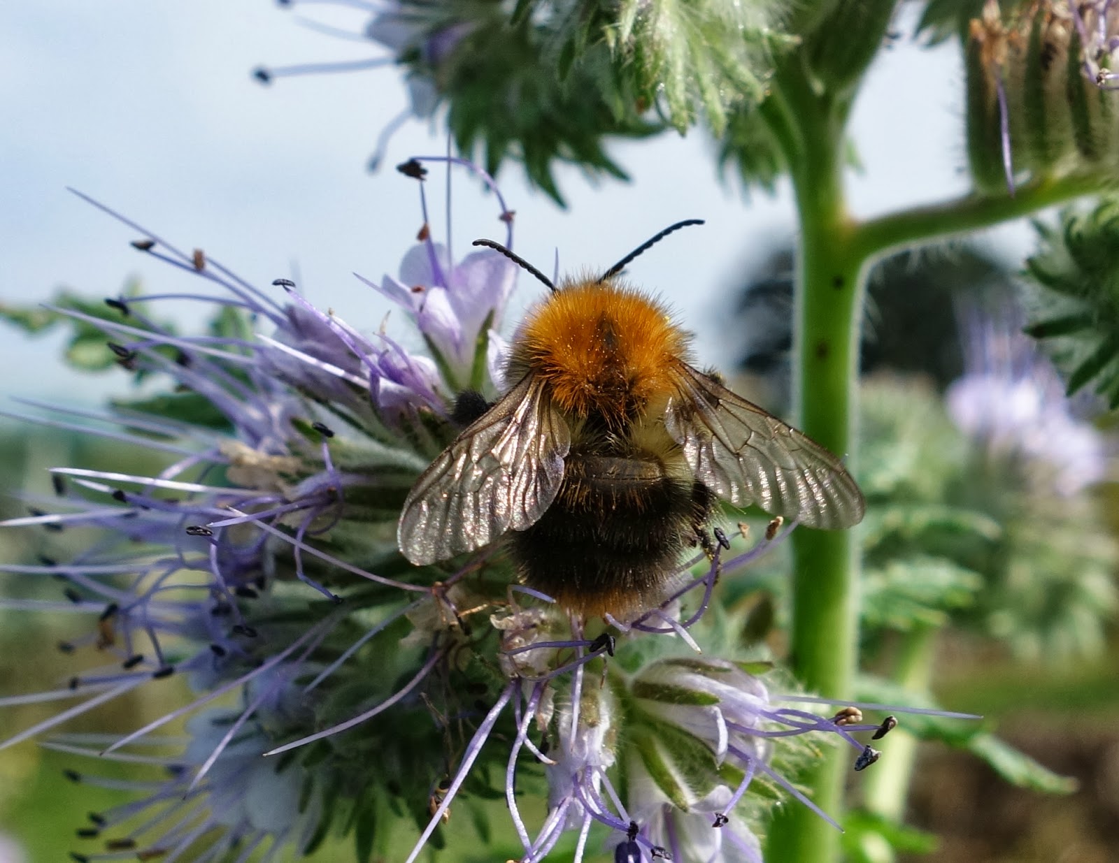 Urban Pollinators Phacelia tanacetifolia a great plant for bees